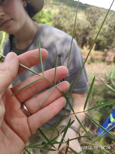 Longstalk Hoarypea (Tephrosia longipes)