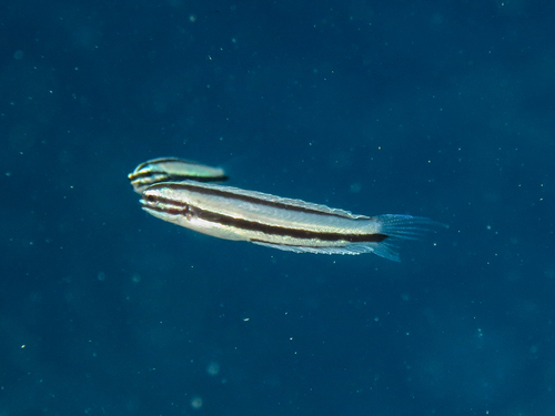 Doublepore fangblenny (Meiacanthus ditrema) — Blenniidae — 5