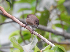 Odontorchilus cinereus