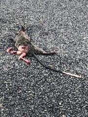 Mesembriomys gouldii