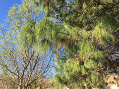 Pinus pseudostrobus apulcensis