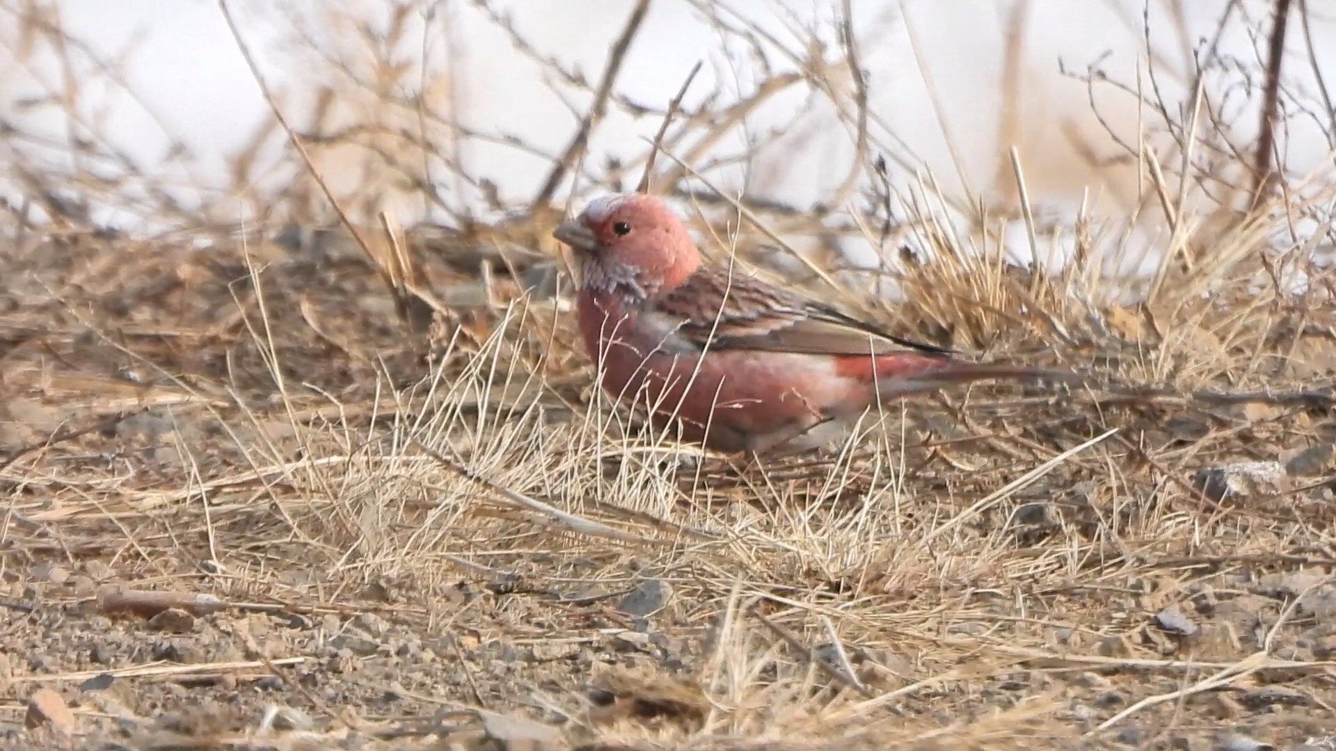Pallas's Rosefinch (Carpodacus roseus), photo 4