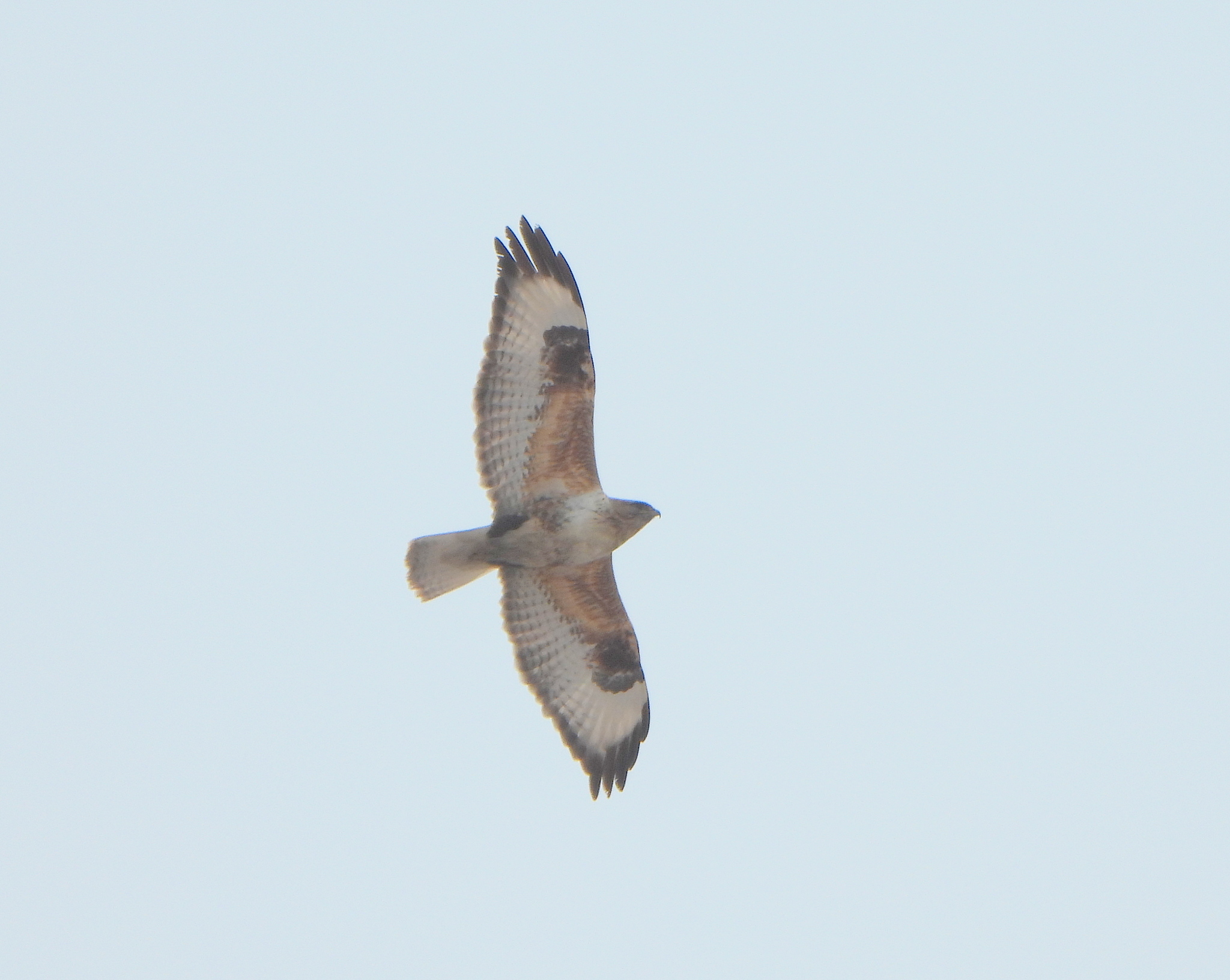 Upland Buzzard (Buteo hemilasius), photo 2