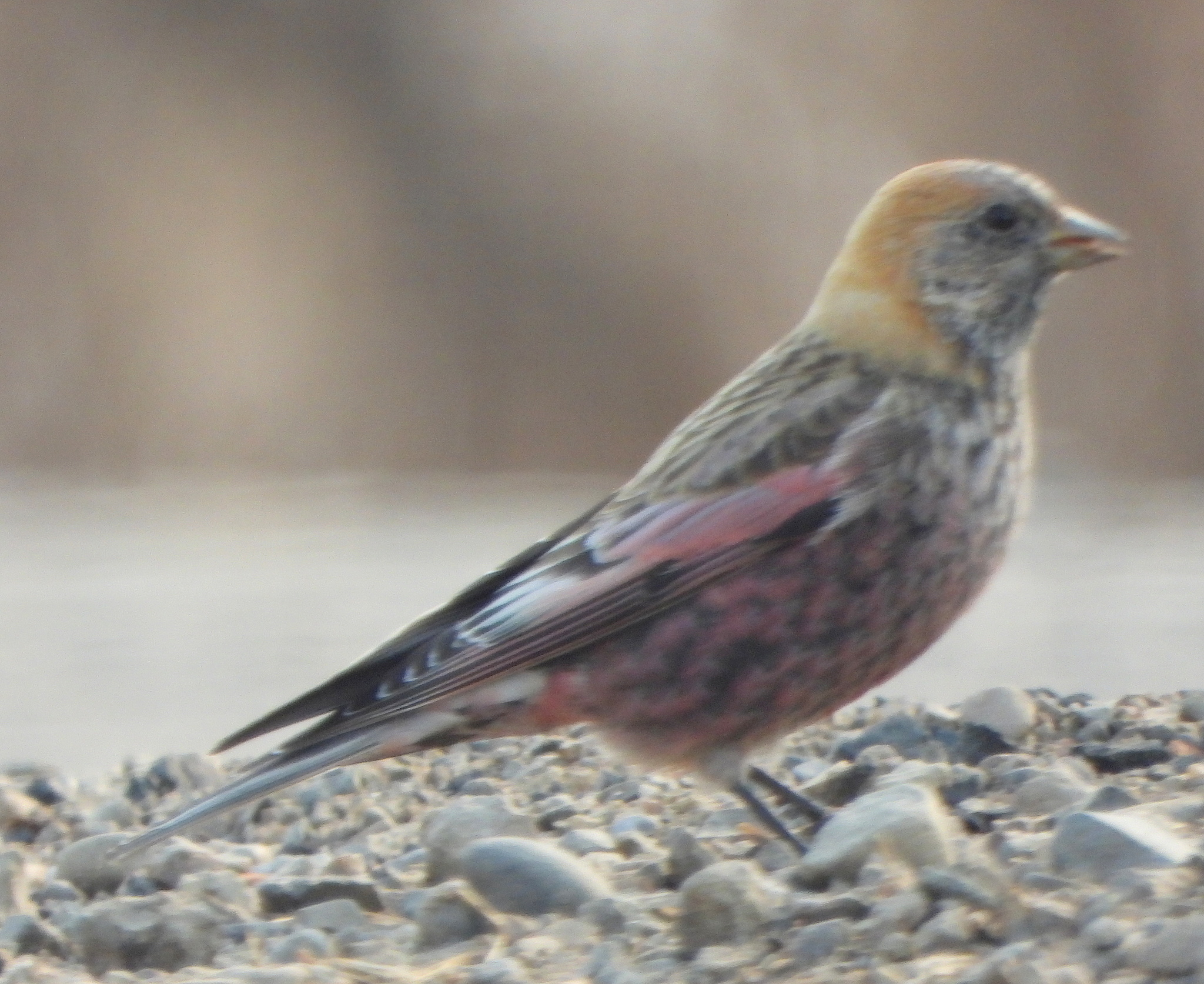 Asian Rosy Finch (Leucosticte arctoa), photo 2