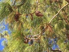 Pinus pseudostrobus apulcensis