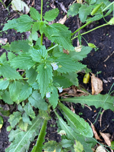 Nemesia floribunda (Nemesia floribunda)