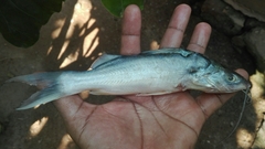 Pimelodus blochii