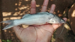 Pimelodus blochii