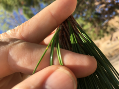 Pinus pseudostrobus apulcensis