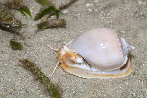 Grey Bonnet Snail