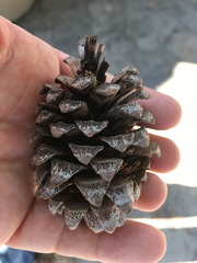 Pinus pseudostrobus apulcensis