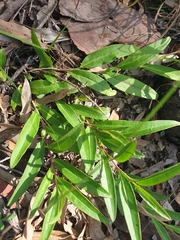 Eremophila debilis