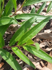 Eremophila debilis
