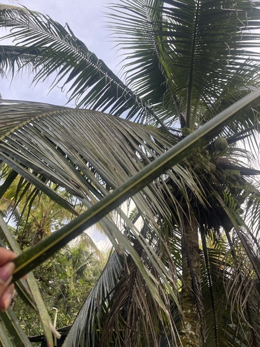 Cocos nucifera observed 2026-03-19