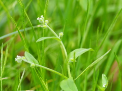 Myosotis macrosperma