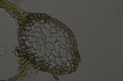 Hygrohypnum