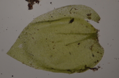 Hygrohypnum