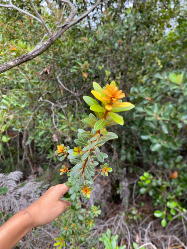 Pleioluma crebrifolia observed 2026-03-12