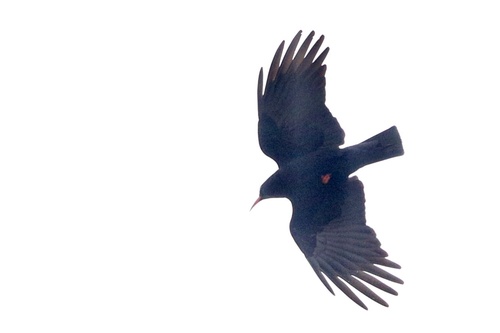 Chova piquirroja (Pyrrhocorax pyrrhocorax)
