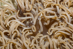 Macrodactyla doreensis