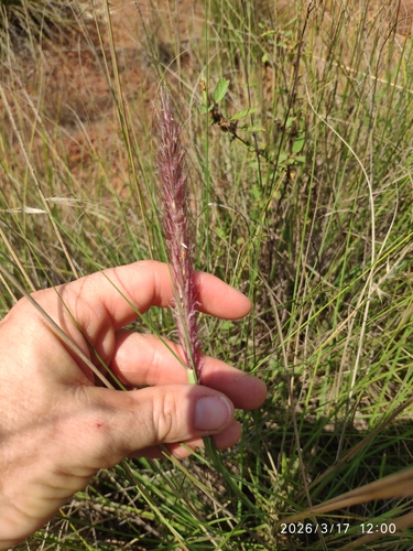 African fountain grass, Tender fountain grass, Fountain grass, Purple fountain grass (Cenchrus setaceus)