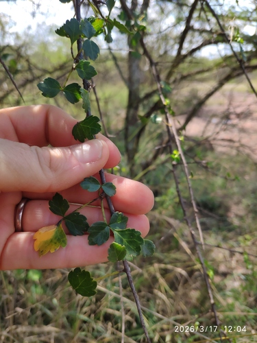 Tall Common Corkwood (Commiphora glandulosa)