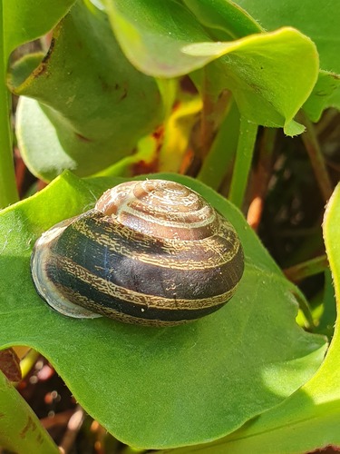 Eobania vermiculata