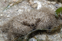 Pilumnus vespertilio