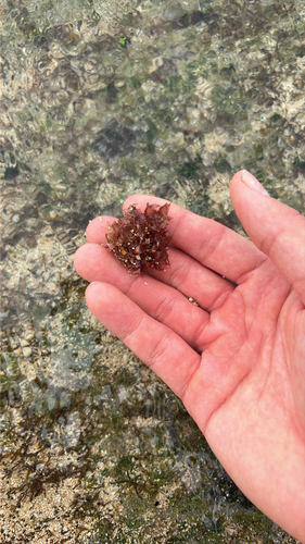 Amansia glomerata observed 2026-03-16