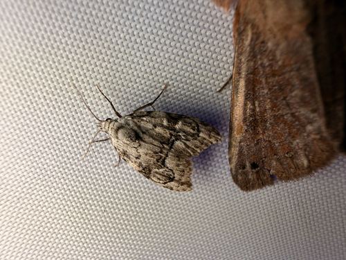 Confused Meganola Moth photo 3