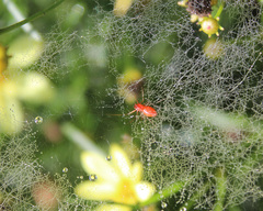 Florinda coccinea