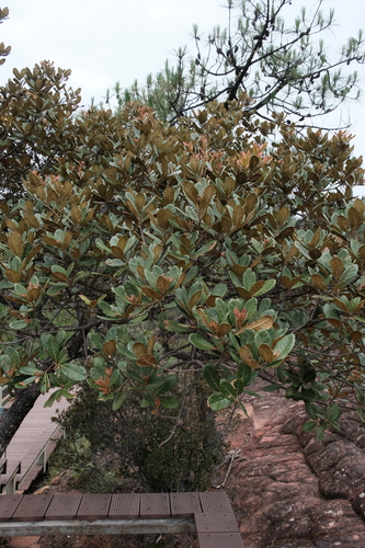 hybrid oak (Quercus ×rehderi)