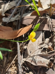 Zornia dyctiocarpa