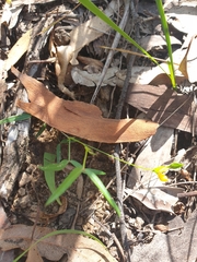 Zornia dyctiocarpa