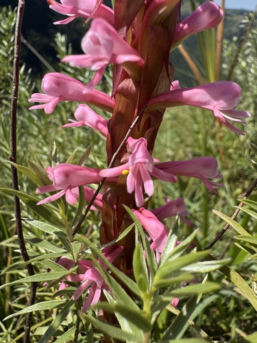 Satyrium macrophyllum observed 2026-03-19