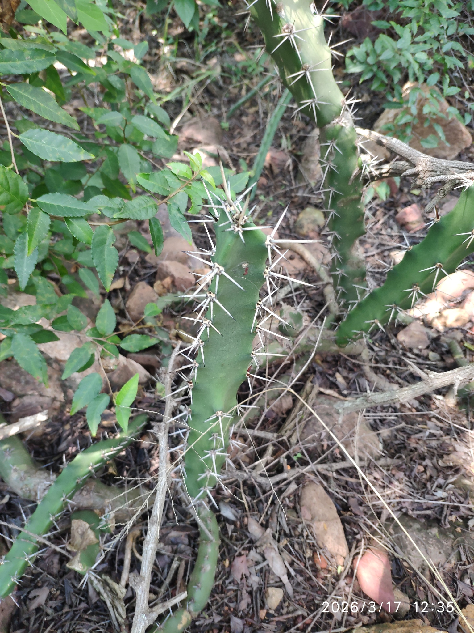Harrisia Bonplandii (Harrisia bonplandii)