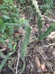 Harrisia bonplandii, photograph (c) Antoinette Eyssell Knox, some rights reserved (CC BY-SA)