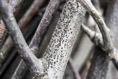 Diatrype disciformis