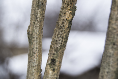 Diatrype disciformis