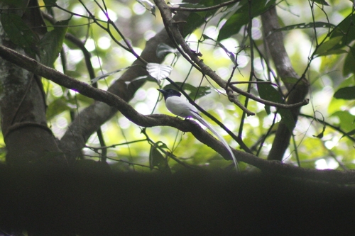 Terpsiphone paradisi