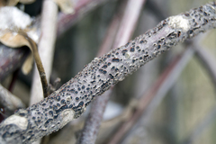 Diatrype disciformis