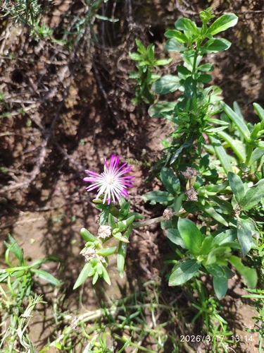 Witberg Sheepfig (Delosperma herbeum)
