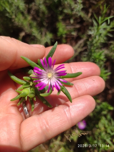 Delosperma herbeum, photograph 4