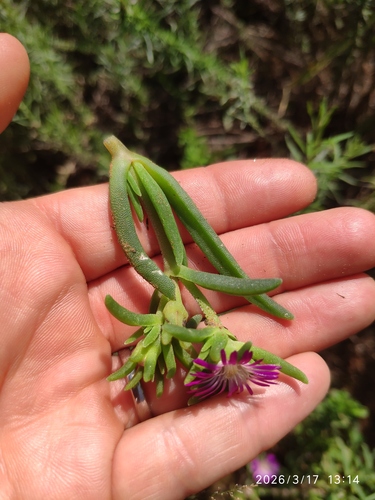 Delosperma herbeum