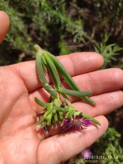 Delosperma herbeum