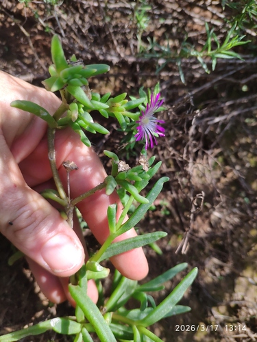 Delosperma herbeum, photograph 2