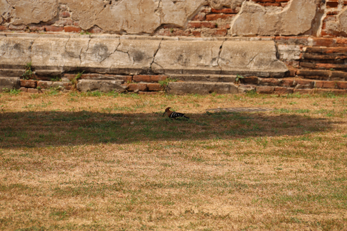 Common Hoopoe
