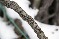 Diatrype disciformis