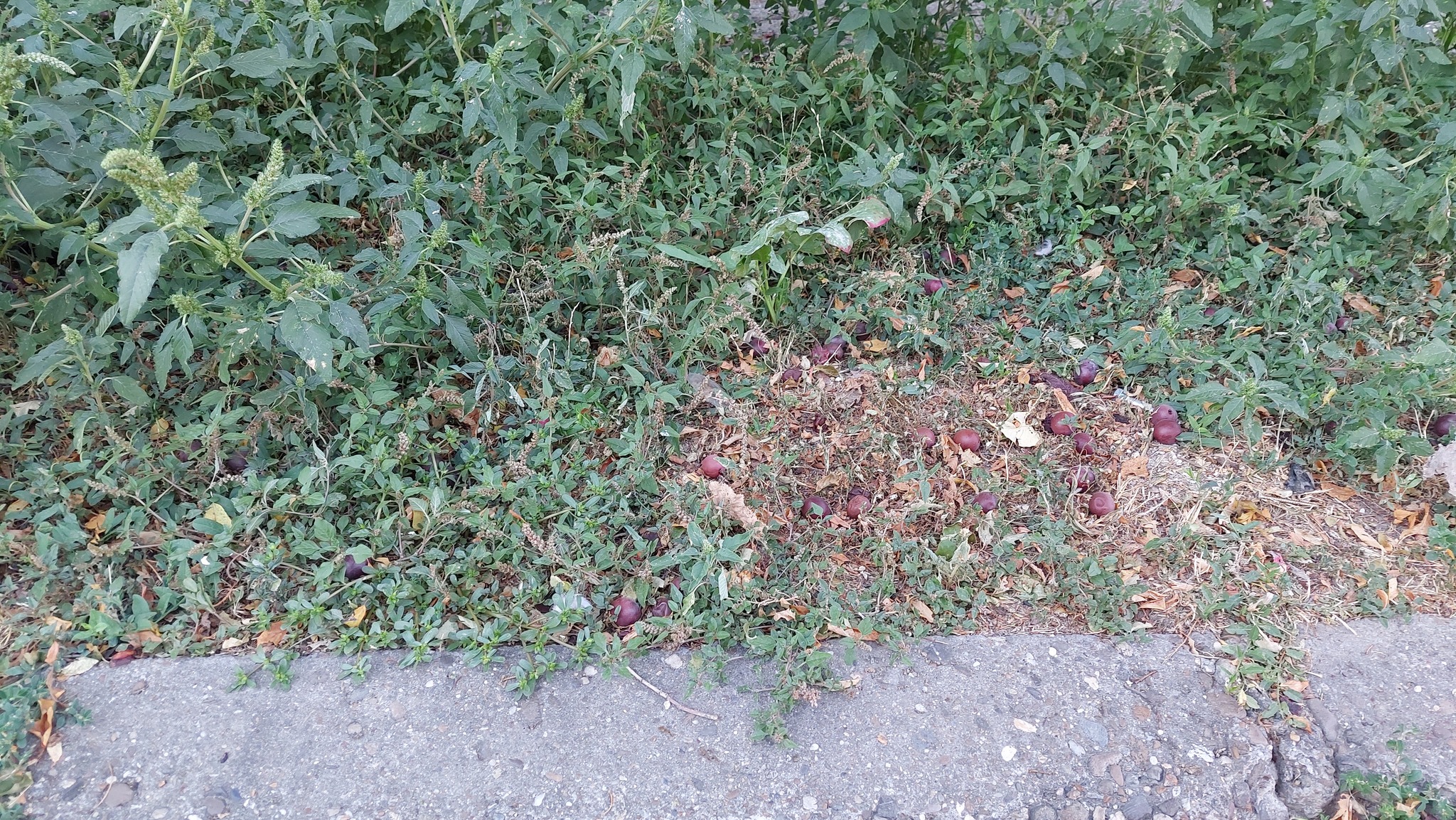 Largefruit Amaranth (Amaranthus deflexus)