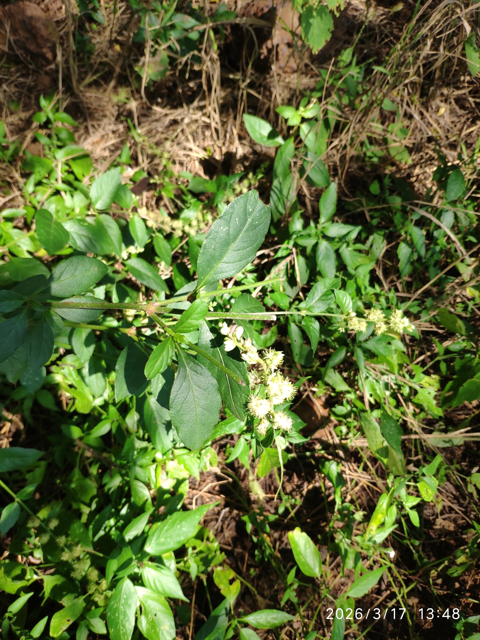 Pupalia Lappacea (Pupalia lappacea)